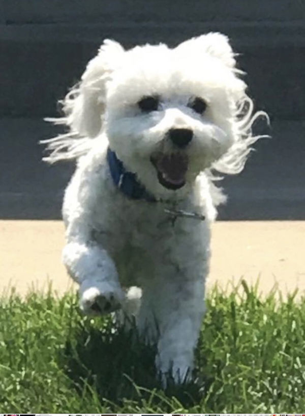 Gracie